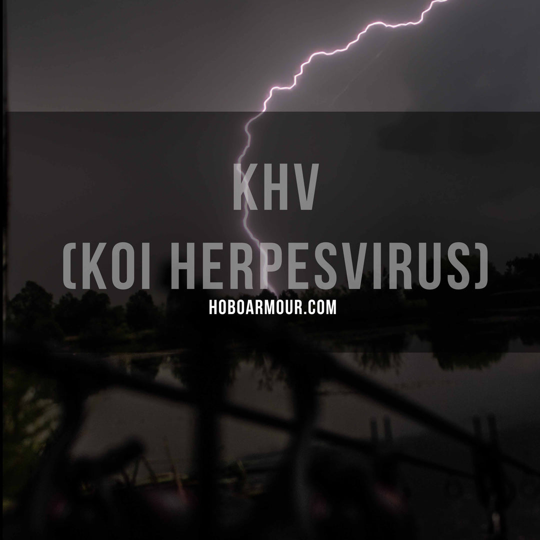 KHV (Koi Herpesvirus)