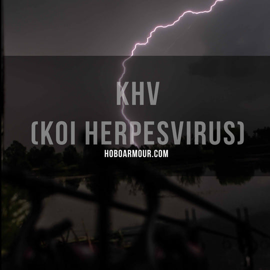 KHV (Koi Herpesvirus) – Hobo Armour