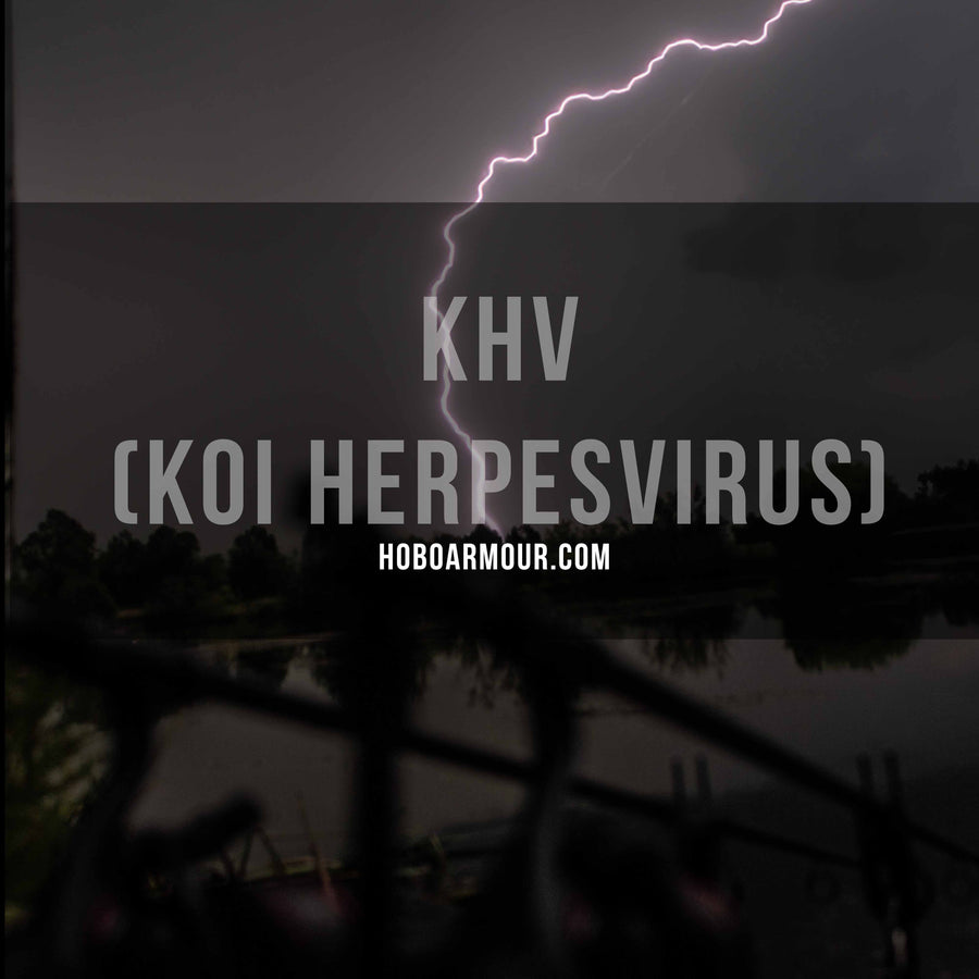 KHV (Koi Herpesvirus) – Hobo Armour